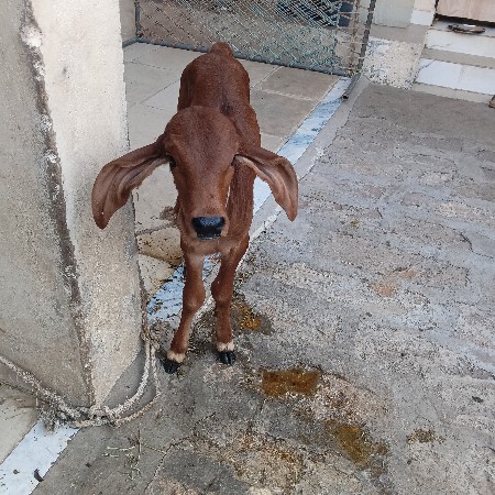 થંબનેલ 3