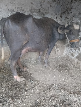 6 દાંતે પાડી વેચવાની સે