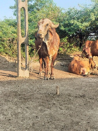 થંબનેલ 3