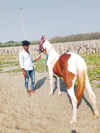 थंबनेल 2