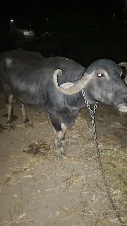 ભેંસ વેચવાની છે 8200543044