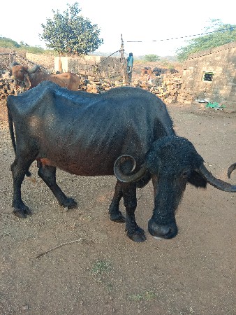 ભેંસ વેચવાની છે