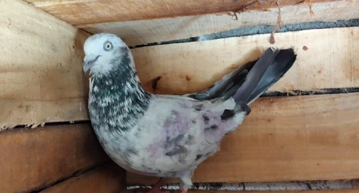 थंबनेल 2