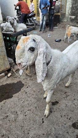 1.5 vars no bakro gulabi..