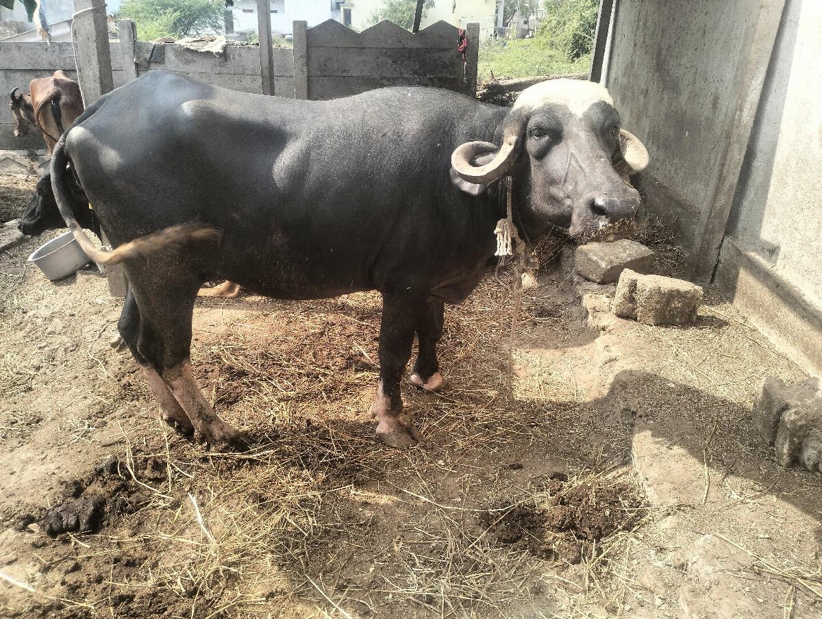 थंबनेल 2