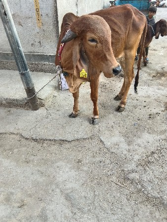 ઓરીજનલ ગીર વાછડી