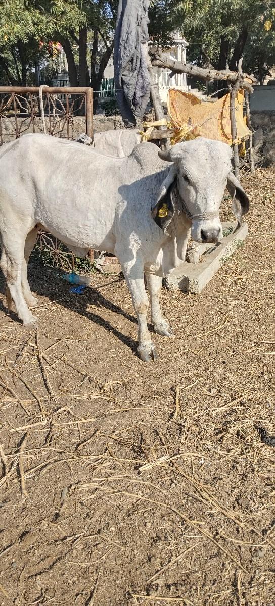 થંબનેલ 3