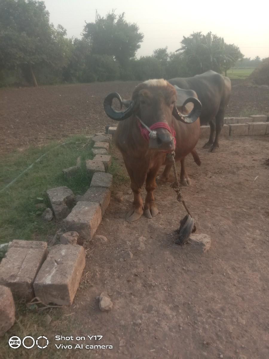 थंबनेल 2