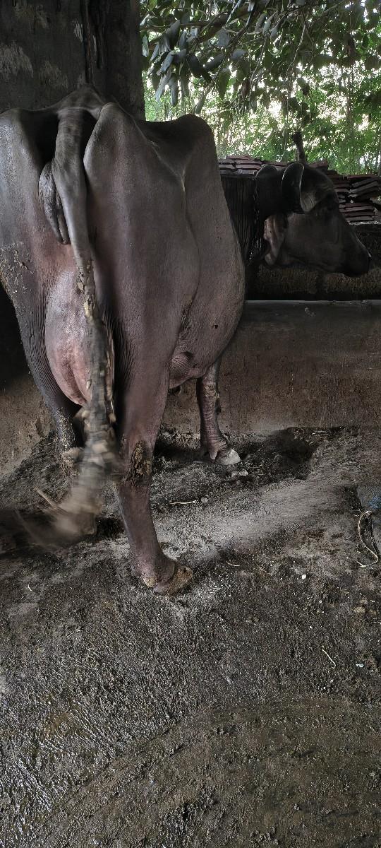 ભેંસ વેચવાની છે