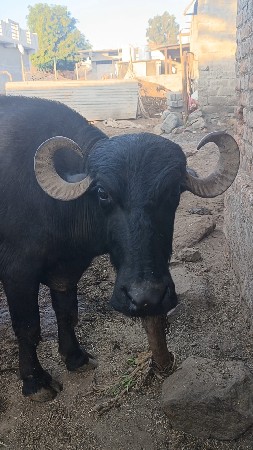 थंबनेल 3