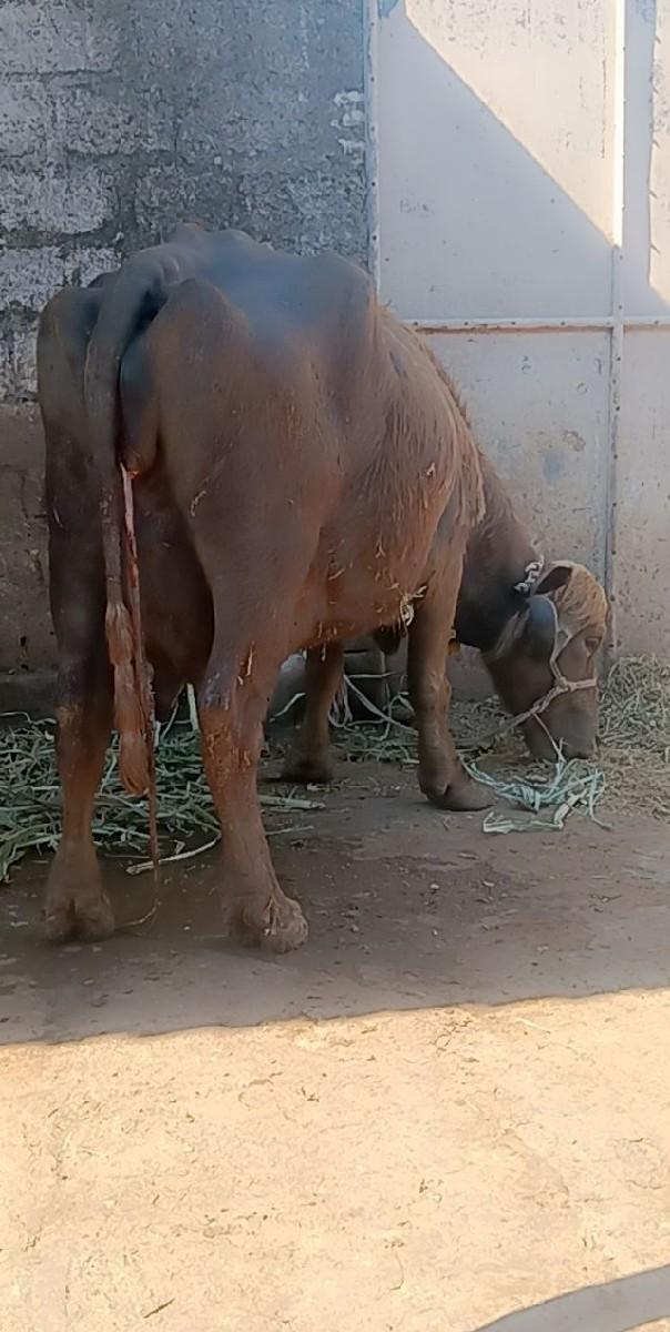 थंबनेल 2