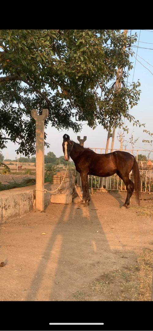 ઘોડી વેચવાની છે 9737346646 આ નંબર માં ફોન કરવો