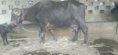 ભેંસ વેચવાની છે 17 દિવસની વહેલ છે