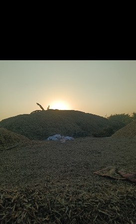 માંડવી નો ભૂકો વેચવાનો છે