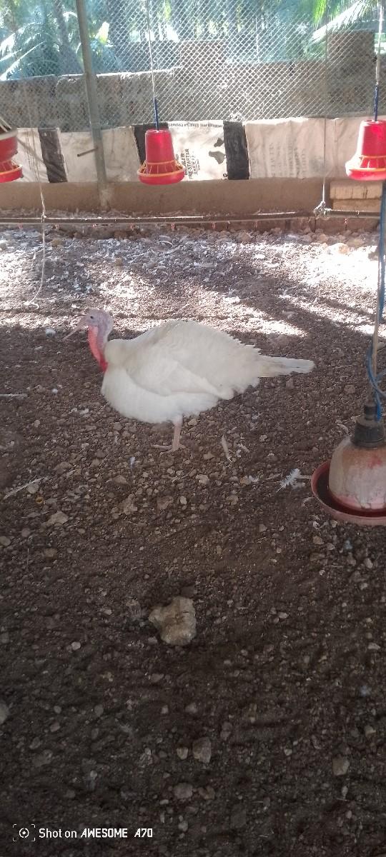 Tarki murgha vechvana che