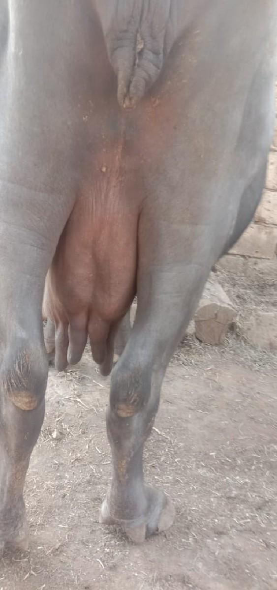 ભેસ વેચવાની છે