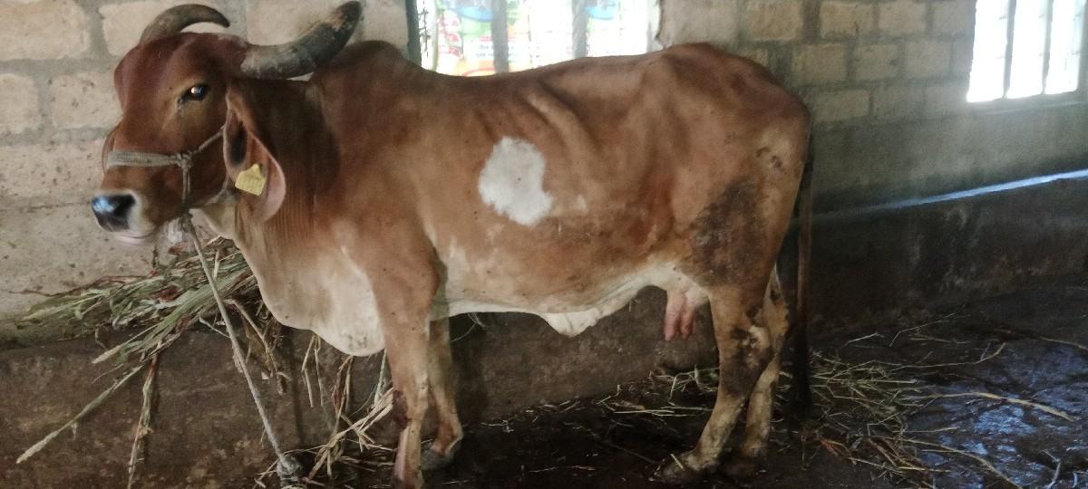ગાય વેચવાની છે