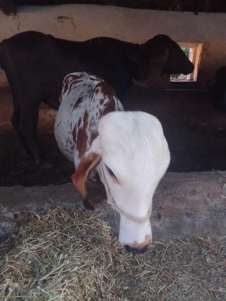 थंबनेल 2