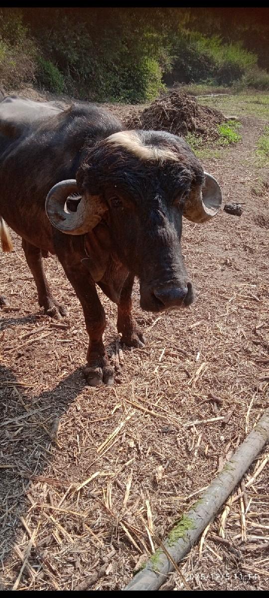 પાડો વેસવા નો સે સાવ સોજો