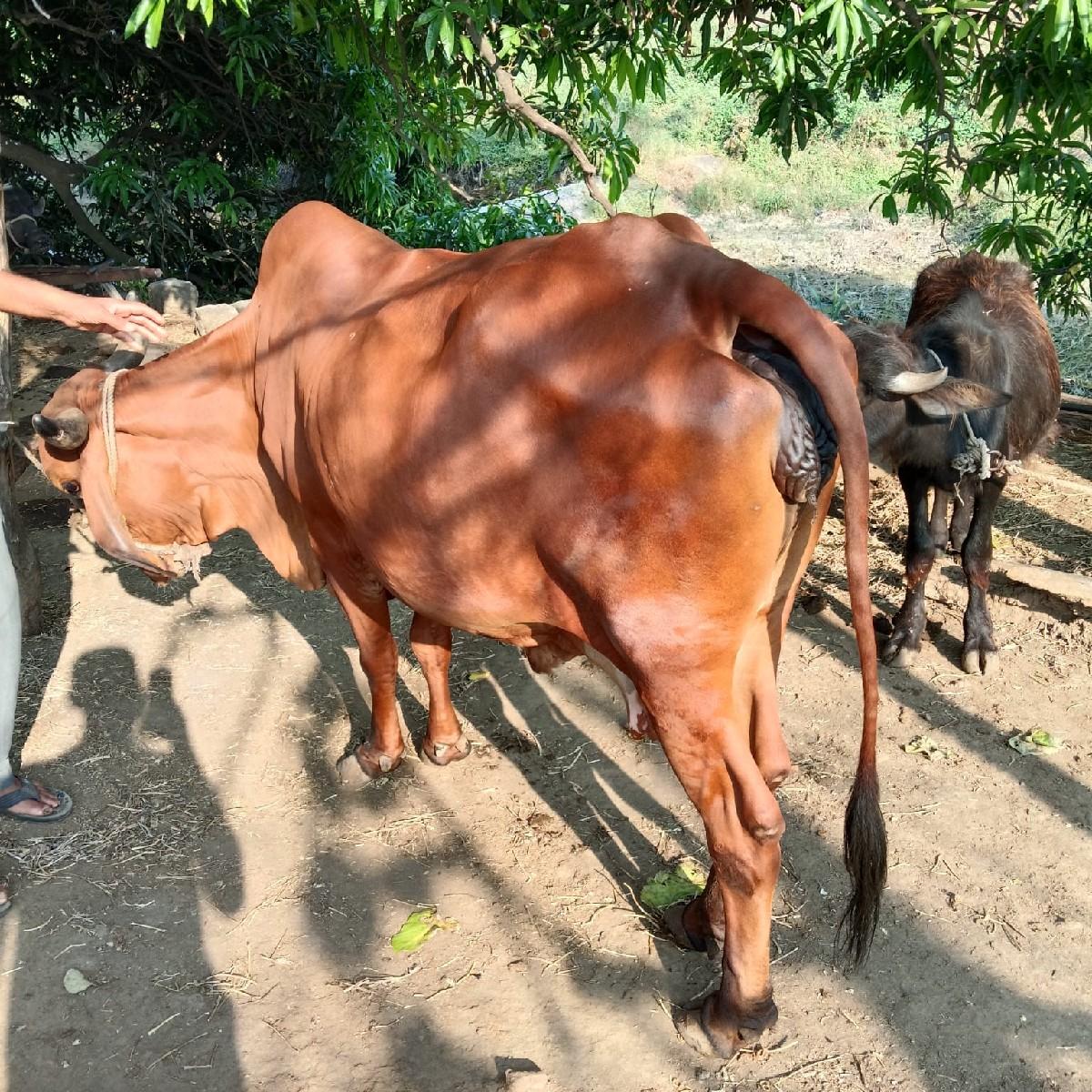 थंबनेल 3