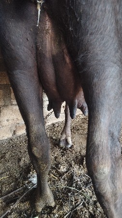 ભેંસ વેચવાની છે