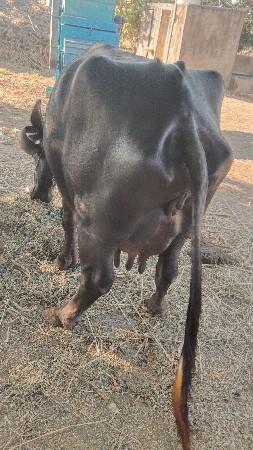 थंबनेल 3