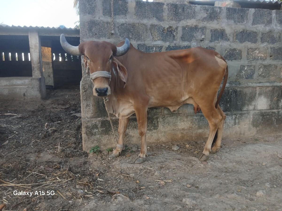 થંબનેલ 2