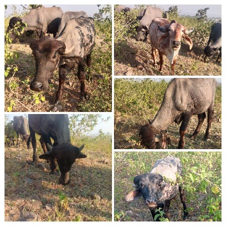 ત્રણ પાડિયો વેચવાની છે