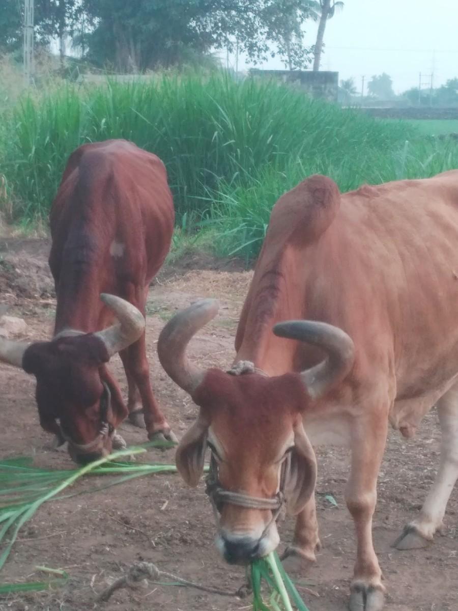 थंबनेल 3