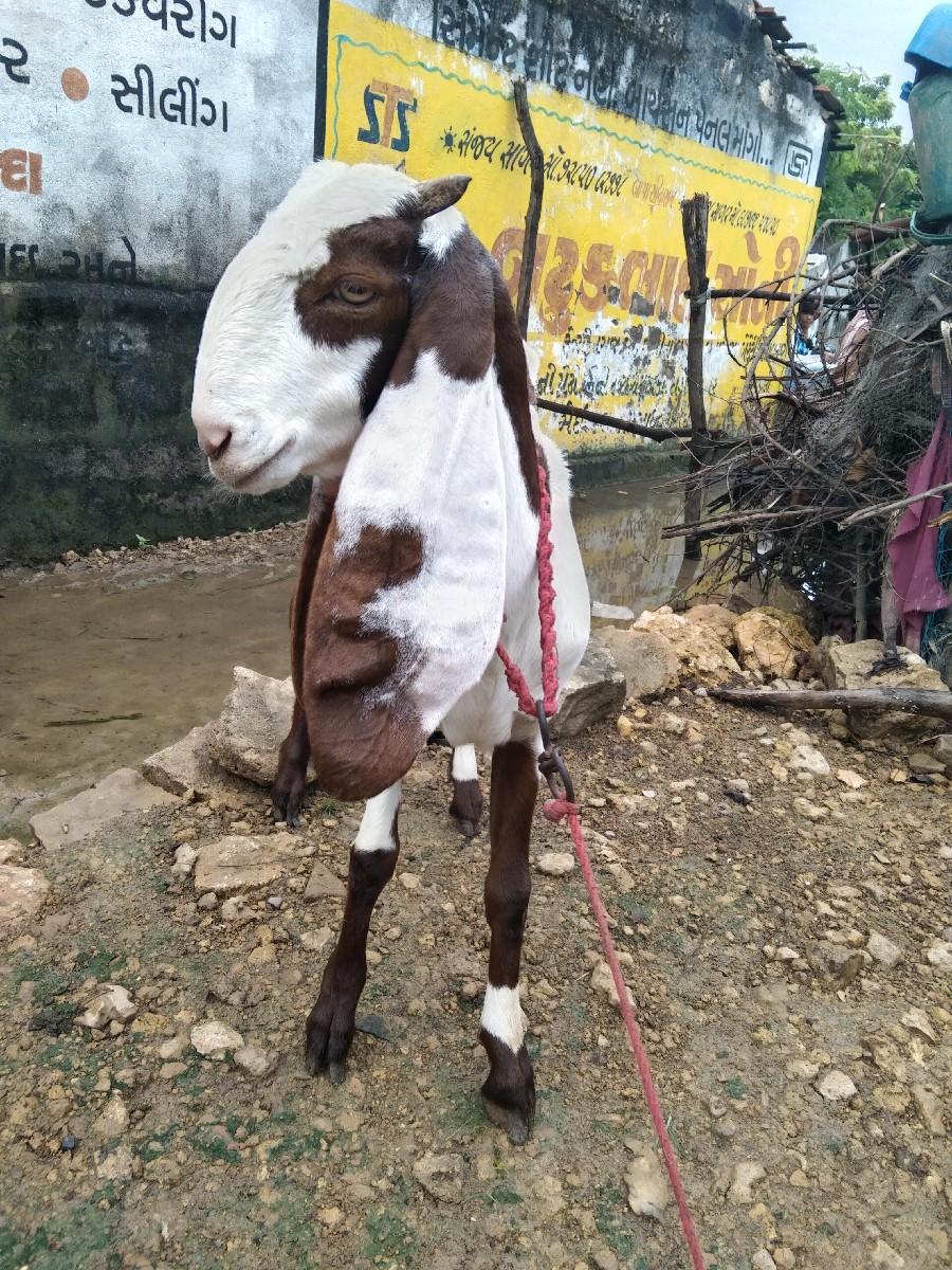 થંબનેલ 3