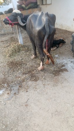 थंबनेल 3