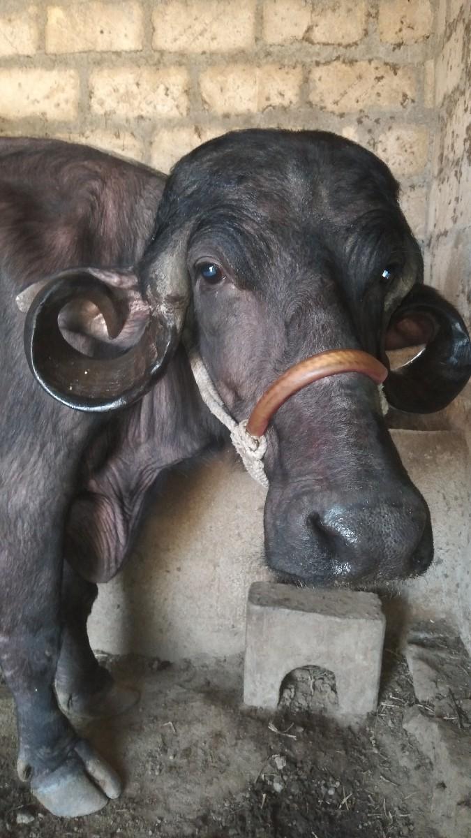 थंबनेल 2