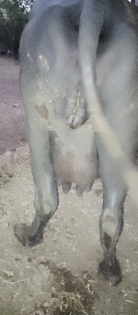 વેચવાની છે