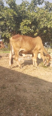 ગોધલા વેશવા ના સે