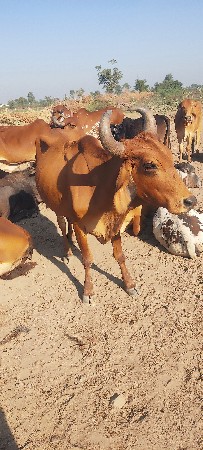 8/5 મ્હિના ની ગાભ્ન્ સે