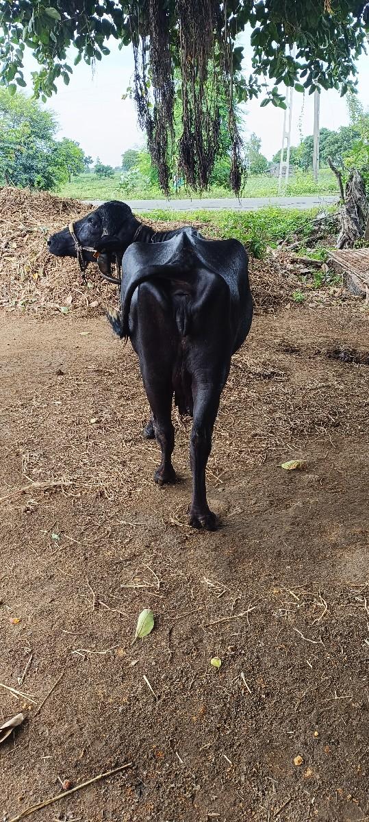 थंबनेल 3