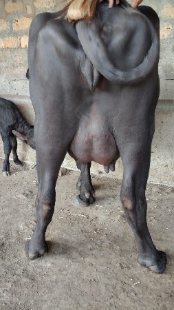 थंबनेल 2