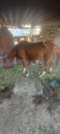 આઘોડીના સાટાકરવાનાછે વેચવીનથી