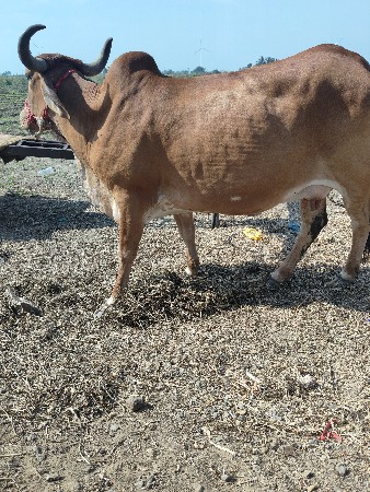ગાય વેચવાનિછે