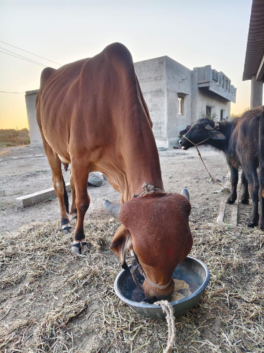 ગાય વેચવાની છે