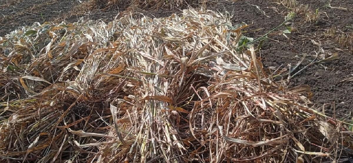 સારના પુરાવેસવાનાસે