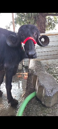 વેચવાની છે