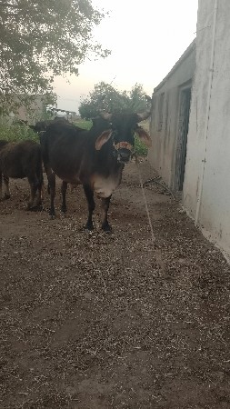 थंबनेल 3