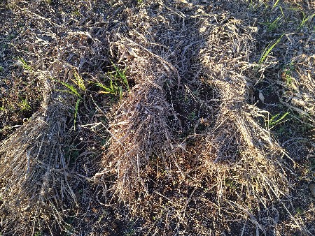 નિરણ વેચવાની છે.