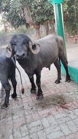 પાડો વેચવાનો છે