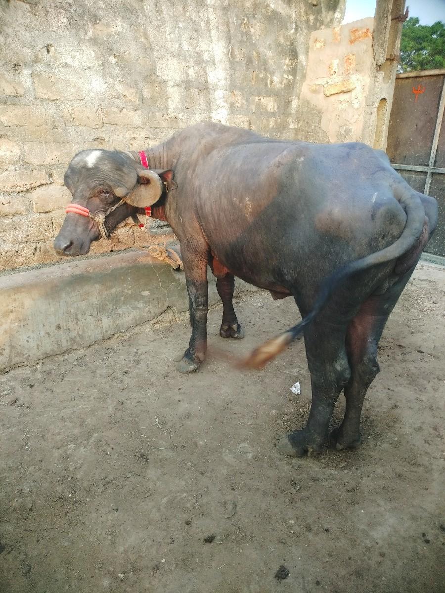 થંબનેલ 3