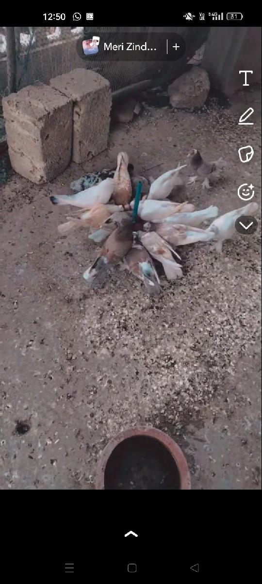 આ સાત કબૂતરને જોતા વેચવાના છે જેને