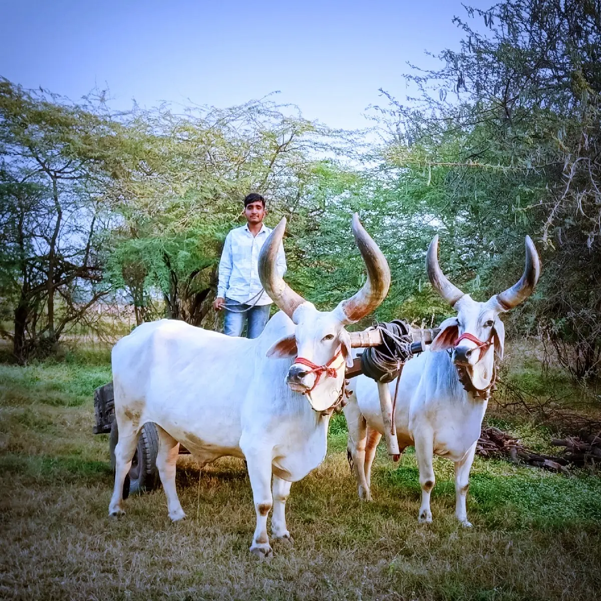 થંબનેલ 2