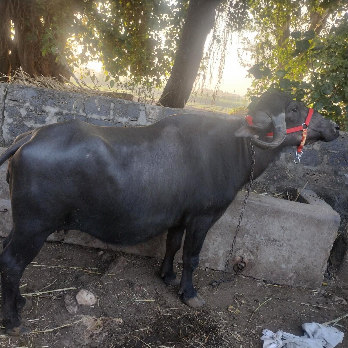 થંબનેલ 2