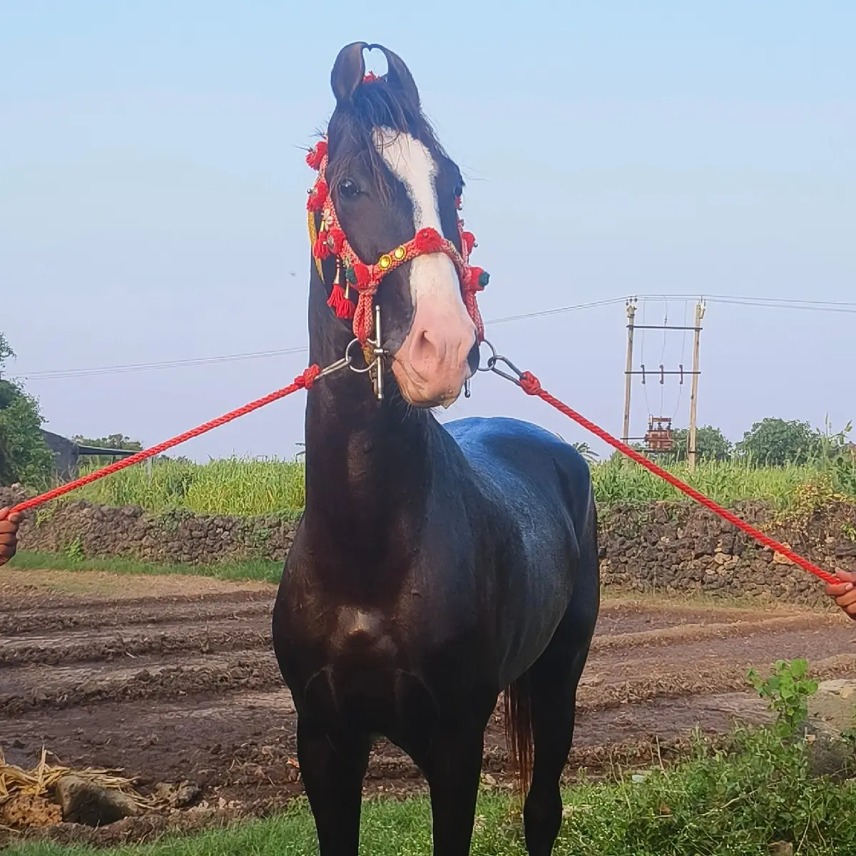 થંબનેલ 2